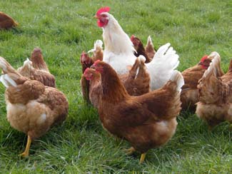 Castlefarm hens